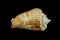 藏品(紅嬌鳳凰螺)的圖片